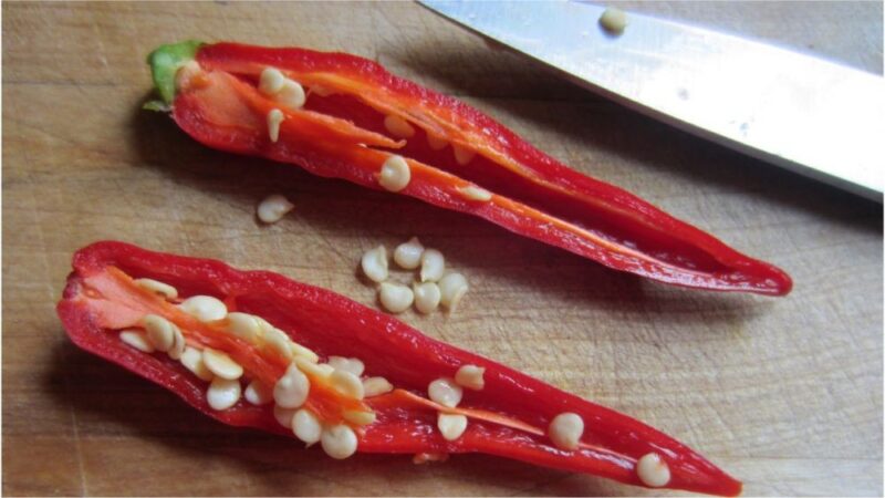 Biji Cabai--int-ist--