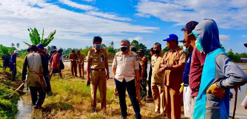 Bupati Pinrang A Irwan Hamid kembali turun sawah Bersama para petani untuk melakukan Gerakan pengendalian Hama Tikus, Selasa 3 Agustus 2021