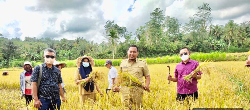 Panen perdana padi yang menggunakan pola padat karya tunai Desa (PKTD) dengan Hari orang kerja (HOK) 50% dilaksanakan di Dusun Urangah Desa Massaile Kecamatan Tellulimpoe, Selasa 24 Agustus 2021