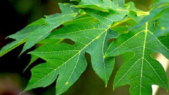 Daun Pepaya