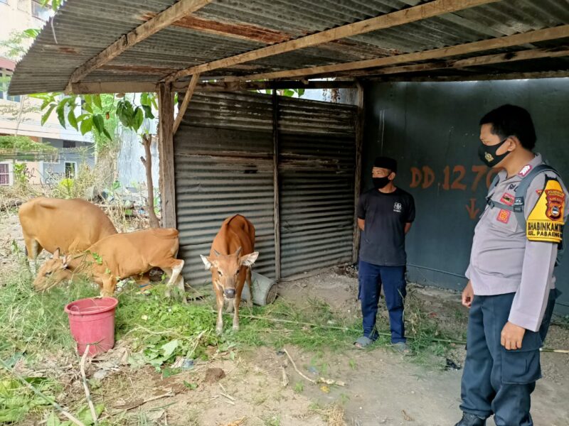 Perawatan tiga ekor sapi yang ditemukan berada dalam pengawasan Daeng Gassing, Sekuriti Perumahan Graha Moderen Jaya Jalan Andi Tonro Makassar