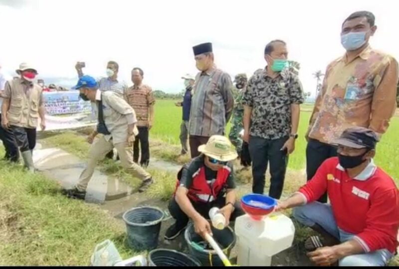 Bupati Wajo, Amran Mahmud, saat menyaksikan demonstrasi penyemprotan padi sawah menggunakan drone di Dusun Manyili, Desa Pallimae, Kecamatan Sabbangparu, Kabupaten Wajo, Sulawesi Selatan, Kamis (19/8/2021).