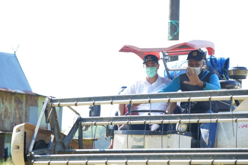 Bupati Pangkep Muhammad Yusran Lalogau memanen padi di Panaikang, pangkep