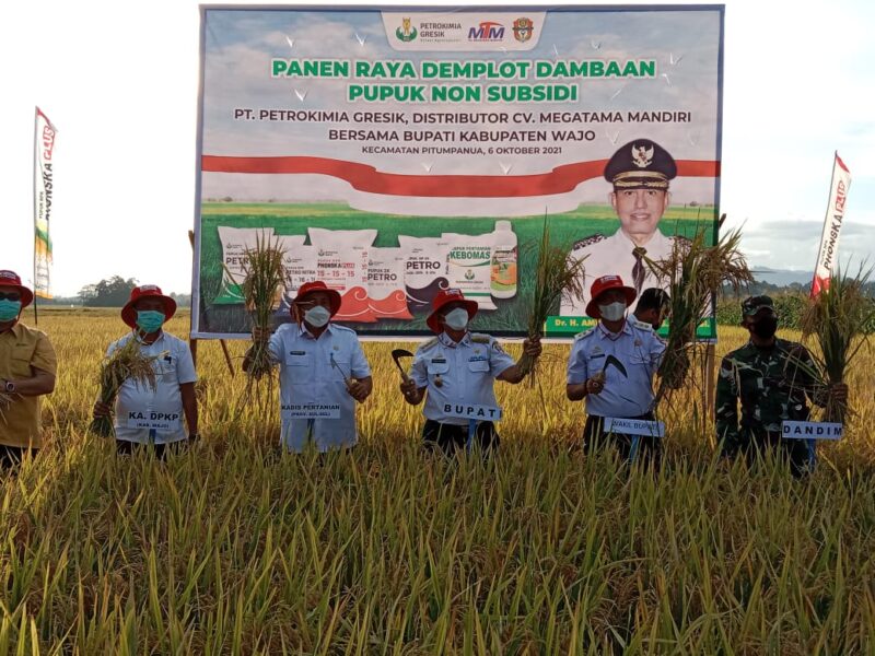 Bupati Wajo, Amran Mahmud, menghadiri panen raya program Demonstration Plot (Demplot) Dambaan pupuk nonsubsidi oleh PT Petrokimia Gresik dan Distributor CV Megatama Mandiri di Kelurahan Bulete, Kecamatan Pitumpanua, Rabu 6 Oktober 2021.