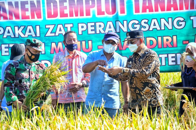Amran Mahmud menyempatkan untuk panen demontration plot (demplot) tanaman padi di lokasi pertanian terpadu milik Ketua KTNA Wajo, Syahruddin.