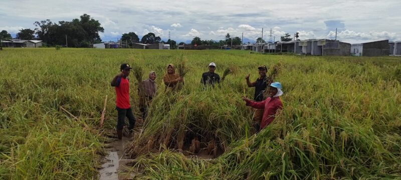 Kepala Unit Pelaksana Teknis Balai Penyuluhan Pertanian (UPT BPP) Wilayah Limbung Gowa, Hartini bersama dengan Pengamat Hama Penyakit (PHP), para Petugas Statistik Kecamatan Bajeng dan Penyuluh Pertanian se UPT Bajeng, belum lama ini lalu melakukan pengambilan ubinan di Desa Panciro Kecamatan Bajeng Gowa.--Murdiati--
