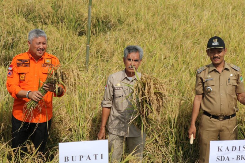 Bupati Pinrang Irwan Hamid lakukan panen perdana diareal persawahan