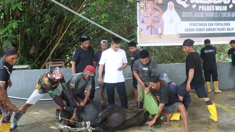 AKBP Muhammad Rosid Ridho, Kapolres Wajo, turut menyaksikan penyembelihan 11 ekor sapi kurban di Mapolres Wajo. Daging kurban dibagikan kepada warga kurang mampu dan keluarga besar Polri