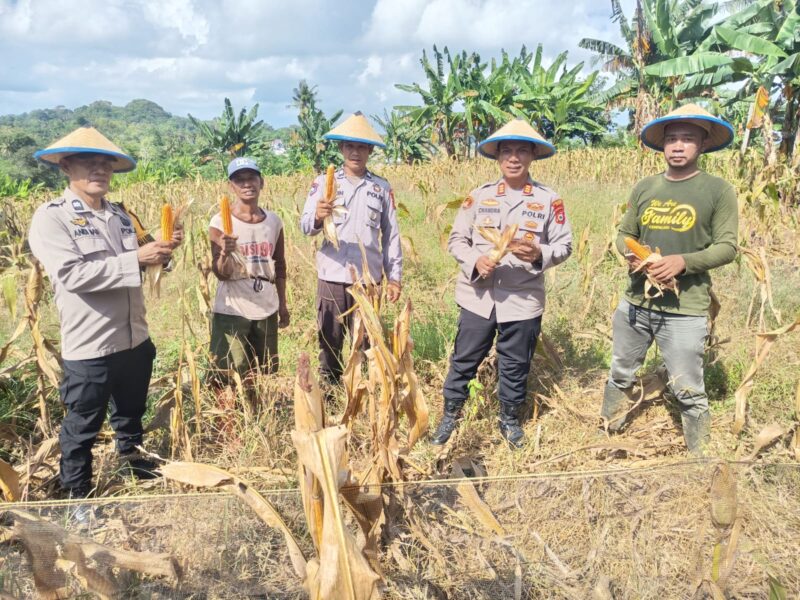 Seragam cokelat di tengah hamparan jagung—sinergi Polri dan petani di Tempe tunjukkan wajah baru pelayanan masyarakat