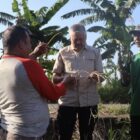 Bupati Pinrang H. A. Irwan Hamid, S.Sos didampingi Kepala Dinas Tanaman Pangan dan Hortikultura Kabupaten Pinrang, A. Sinapati Rudi meninjau langsung kondisi lahan pertanian di Kelurahan Sipatokkong, Kecamatan Watang Sawitto.