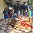 Ketua Panitia pembangunan Drs. Syukur Nemba, M.Pd bersama warga terlibat langsung saat prosesi penyembelihan Qurban.
