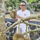 Duren Musang King di Pekarangan Rumahku yang merupakan 