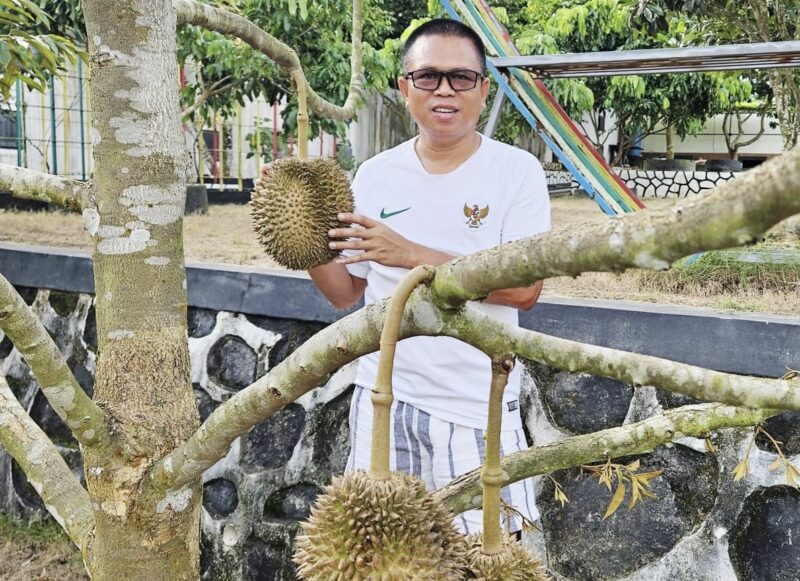 Duren Musang King di Pekarangan Rumahku yang merupakan 